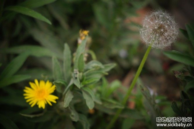 路边好多的蒲公英，开的正好.