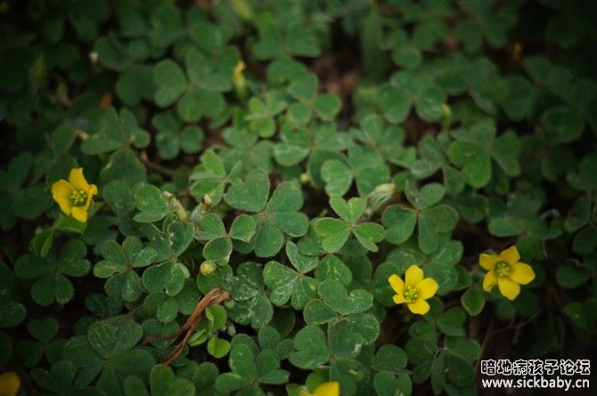 四叶草开花了