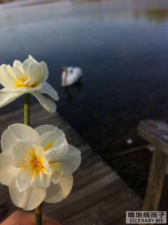学校后的天鹅湖
