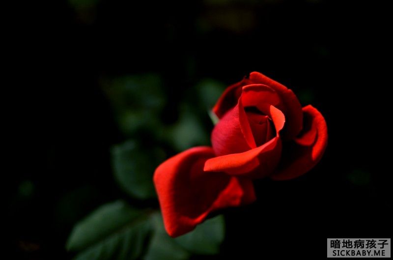 红玫瑰.jpg