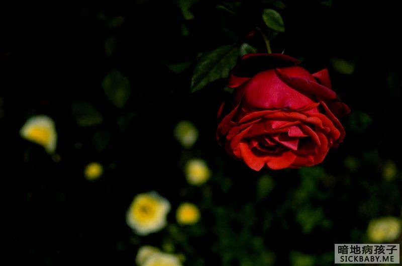 红玫瑰1.jpg
