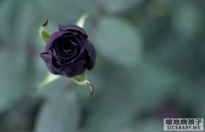 黑玫瑰.jpg