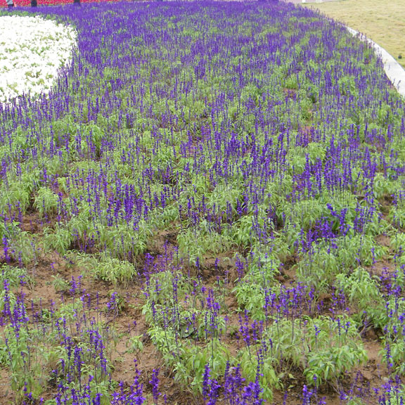 照片 015 副本.jpg