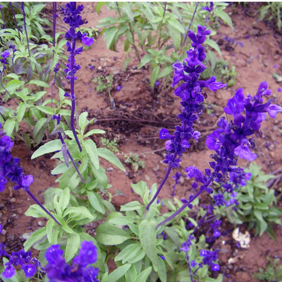 照片 018 副本.jpg