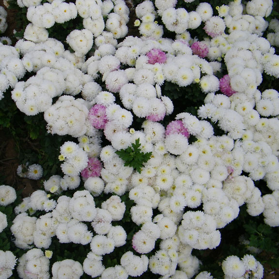 照片 059 副本.jpg