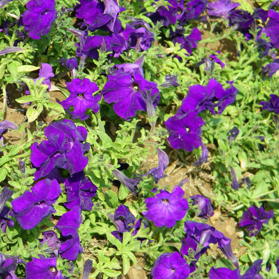 照片 145 副本.jpg