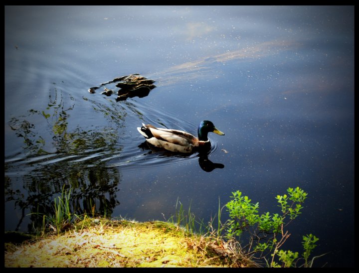 春江水暖鸭先知