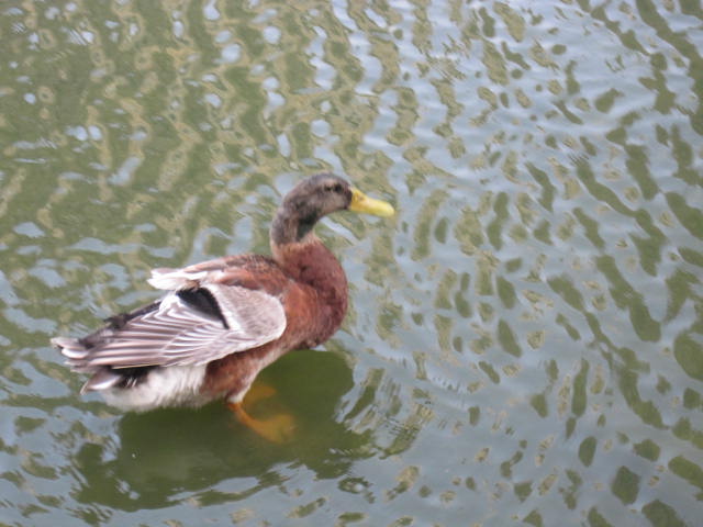 湖面如同一卷丝绸平整铺开，上面又因风的吹拂而出现丝丝纹路。明镜湖面和浮云野鸭，自有一种意境。