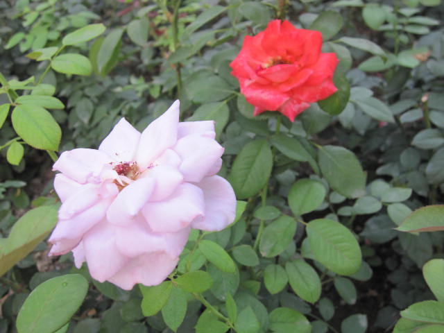 月季的花色分胭脂。玫瑰。纯白。大红。鹅黄。绿白。还有双色，三色月季。