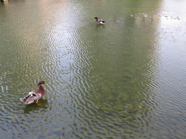 一片大湖。野鸭.白鹅自在游弋。有孩子摘下海棠果，与之逗玩。一个女孩手中拿着面包，捏下细小碎屑，抛入湖中 ...
