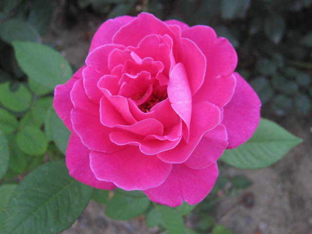 这朵正值花期，色泽娇嫩，有种惊艳之感。绿叶的相称又使其妖而不艳。