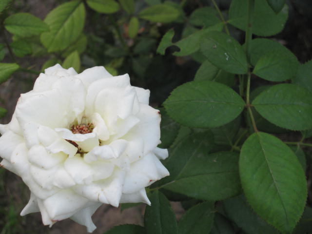 一直喜欢洁白的事物。花朵洁白因此呈现出一种洁净的美感。