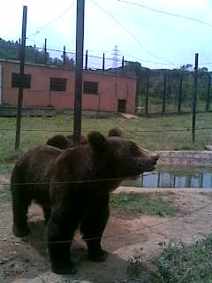 棕熊，可爱的熊啊