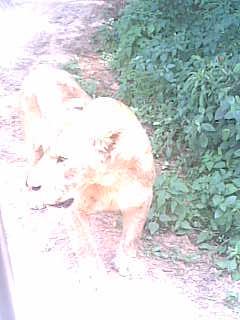 真不知道呢老虎~