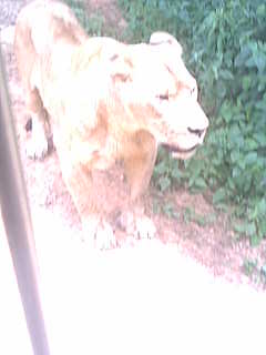 我不知道是老虎还是狮子