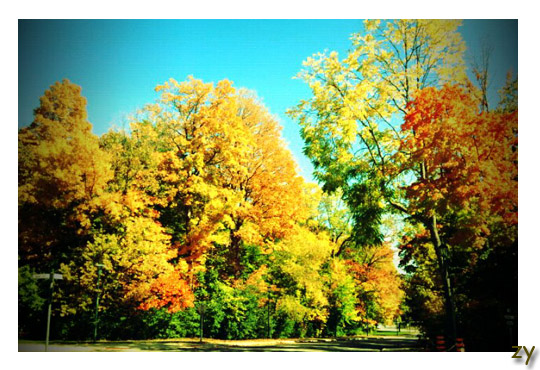 你看树叶都红了 我在这已经呆了很久了