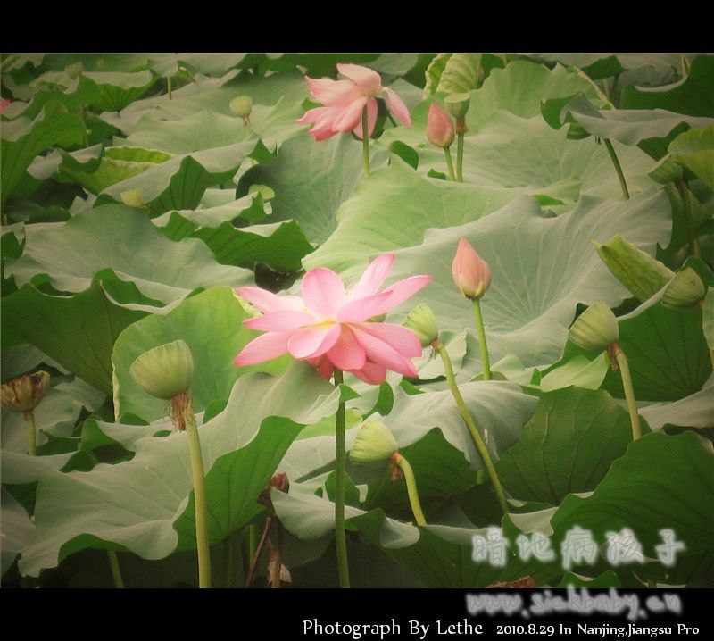 莲2.jpg
