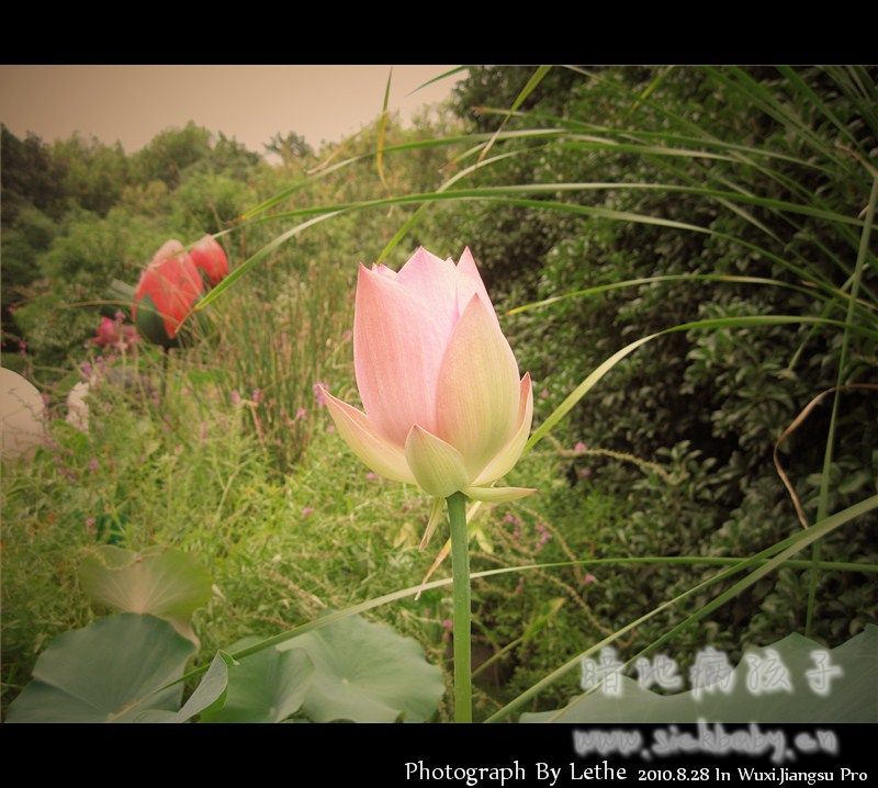 莲1.jpg