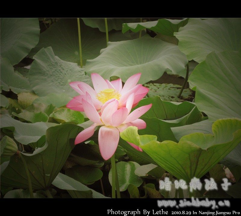 莲3.jpg