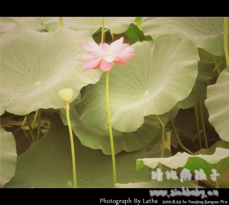 莲4.jpg