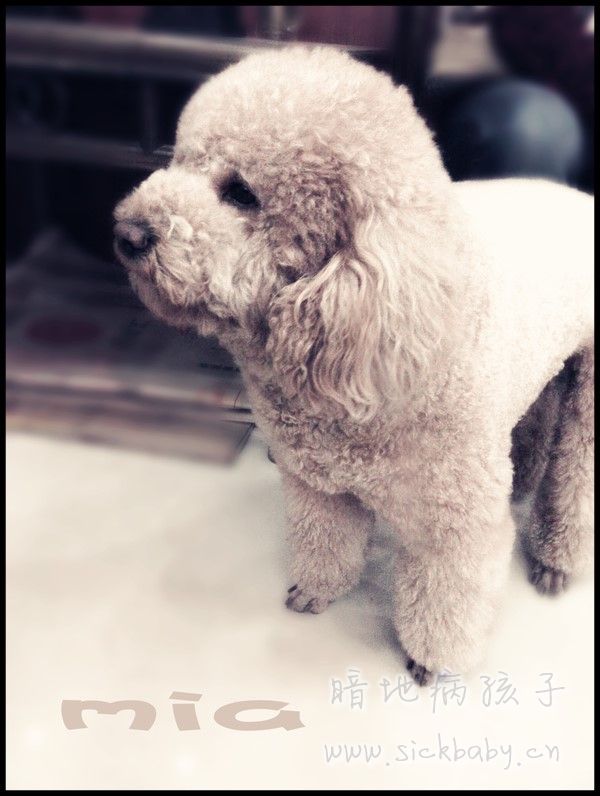 他怎么可以叫旺财