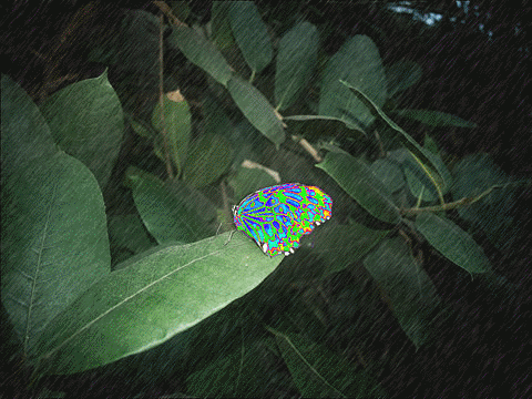 下雨蝴蝶.gif