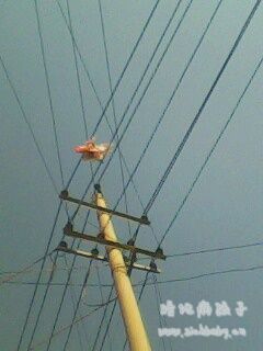 去年挂在上面的风筝