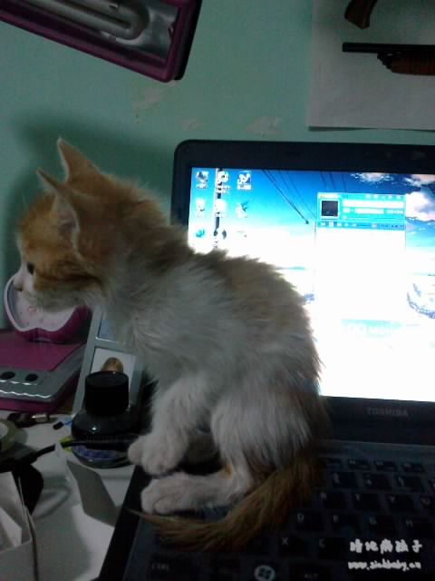 刚刚洗完澡就蹲我本本上。。。。