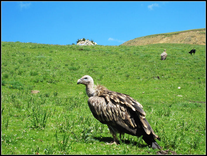 秃鹫.jpg